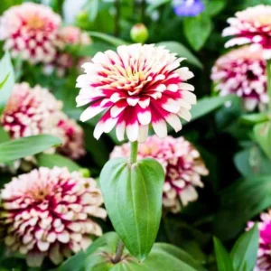 Mazurkia Zinnia Seeds - Zinnia elegans - Bright Mixed Color Blooms - 30 Seed Pack - Image 4