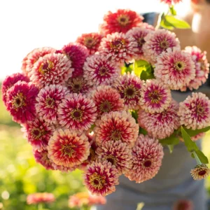 Mazurkia Zinnia Seeds - Zinnia elegans - Bright Mixed Color Blooms - 30 Seed Pack - Image 5