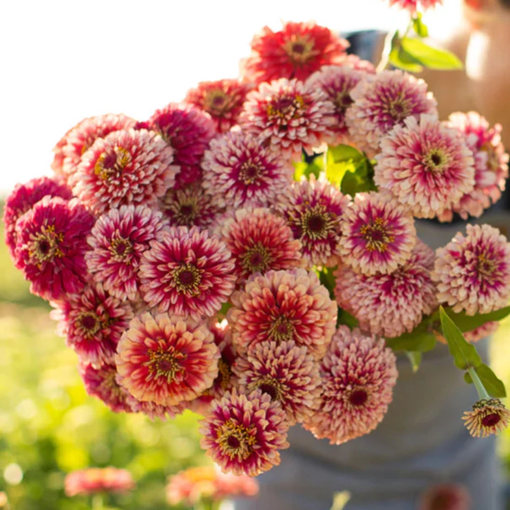Mazurkia Zinnia Seeds - Zinnia elegans - Bright Mixed Color Blooms - 30 Seed Pack - Image 5