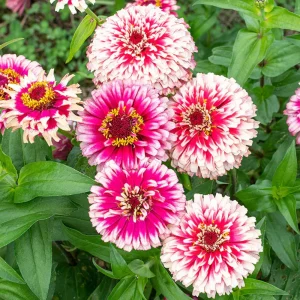 Mazurkia Zinnia Seeds - Zinnia elegans - Bright Mixed Color Blooms - 30 Seed Pack - Image 6