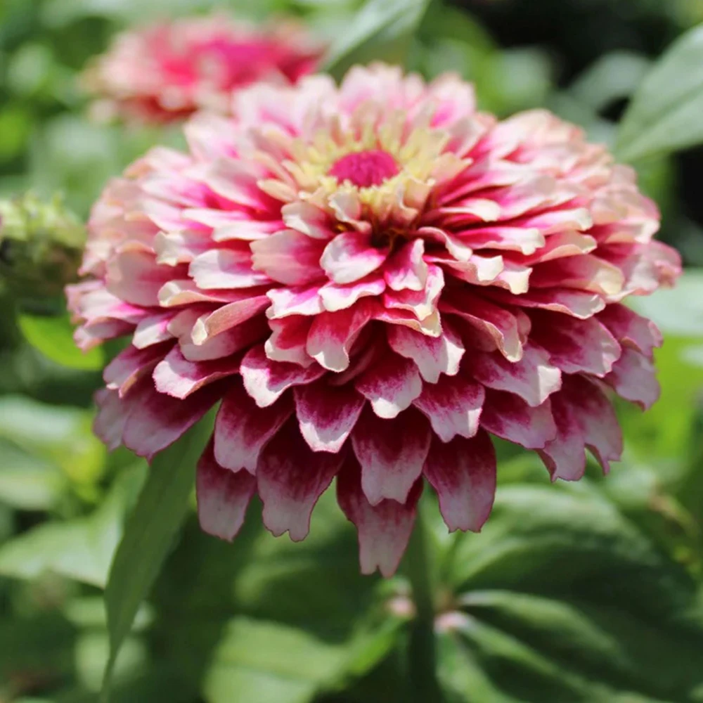 Mazurkia Zinnia Seeds - Zinnia elegans - Bright Mixed Color Blooms - 30 Seed Pack - Image 7