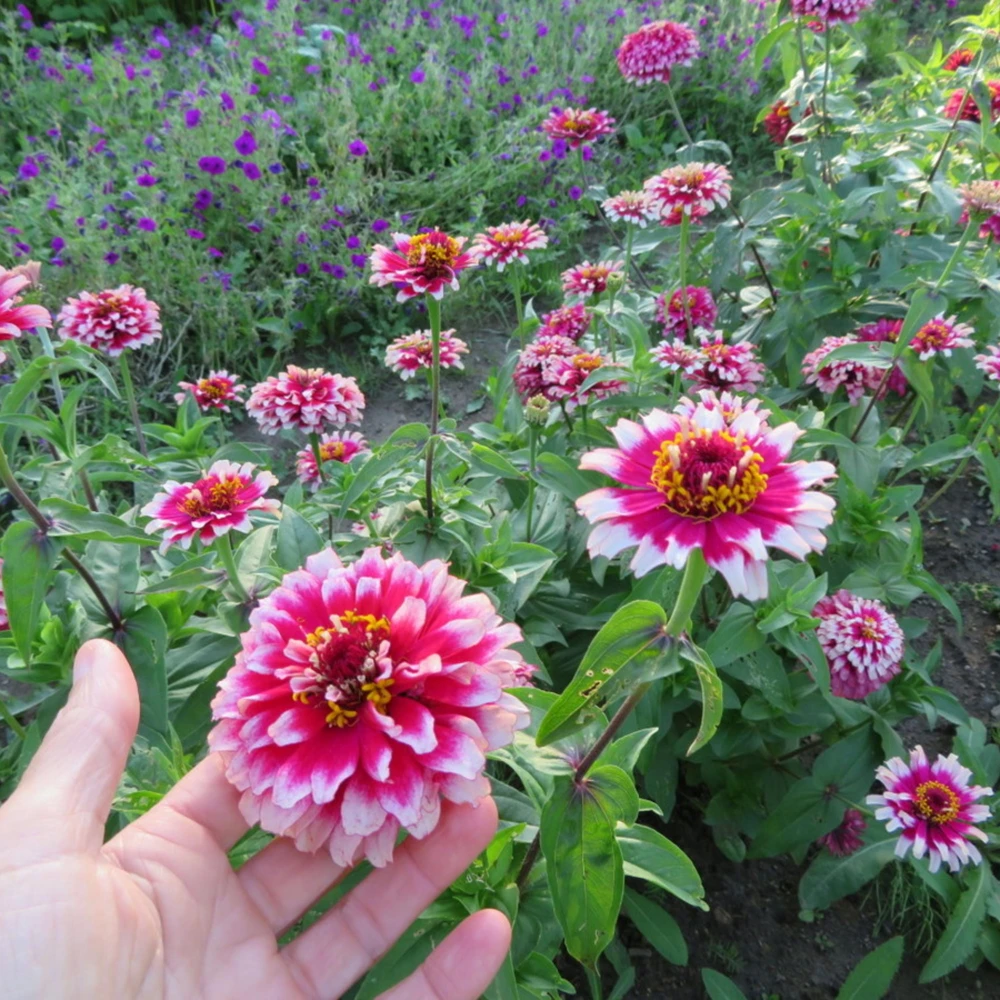 Mazurkia Zinnia Seeds - Zinnia elegans - Bright Mixed Color Blooms - 30 Seed Pack - Image 9