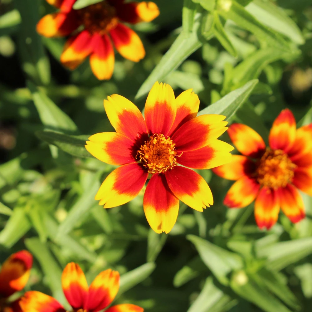 Mexican Zinnia Seeds - Zinnia haageana - Orange Yellow Bi Color Blooms - 30 Seeds - Image 10