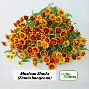 Mexican Zinnia Seeds - Zinnia haageana - Orange Yellow Bi Color Blooms - 30 Seeds - Image 1