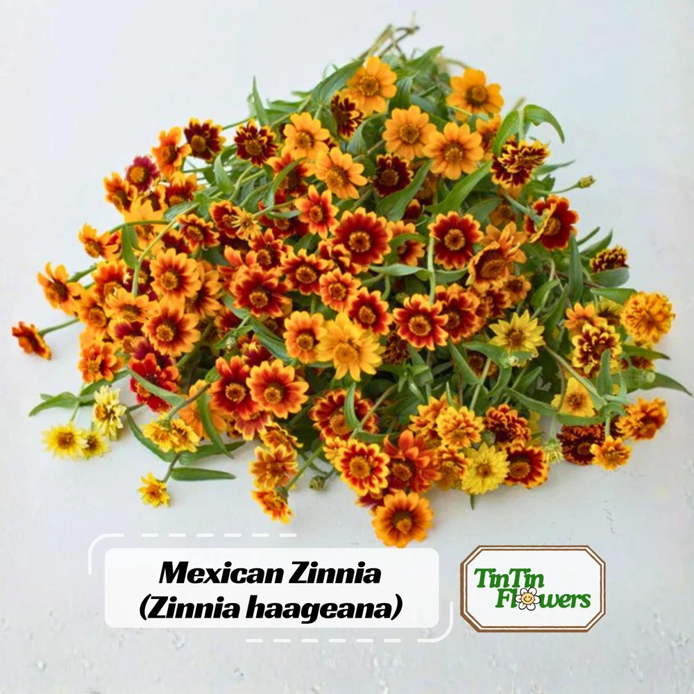 Mexican Zinnia Seeds - Zinnia haageana - Orange Yellow Bi Color Blooms - 30 Seeds - Image 1