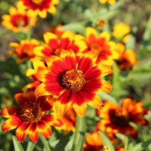 Mexican Zinnia Seeds - Zinnia haageana - Orange Yellow Bi Color Blooms - 30 Seeds - Image 11