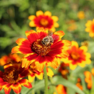 Mexican Zinnia Seeds - Zinnia haageana - Orange Yellow Bi Color Blooms - 30 Seeds - Image 12