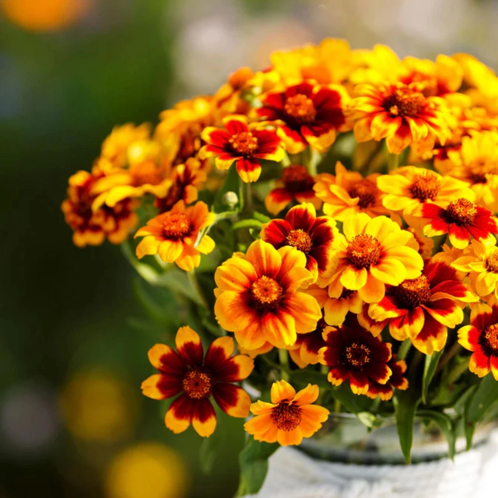 Mexican Zinnia Seeds - Zinnia haageana - Orange Yellow Bi Color Blooms - 30 Seeds - Image 13
