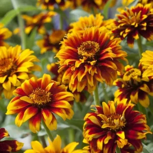 Mexican Zinnia Seeds - Zinnia haageana - Orange Yellow Bi Color Blooms - 30 Seeds - Image 14