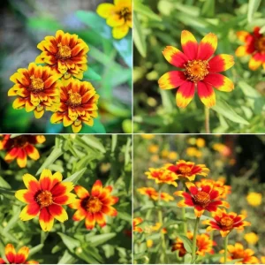 Mexican Zinnia Seeds - Zinnia haageana - Orange Yellow Bi Color Blooms - 30 Seeds - Image 15
