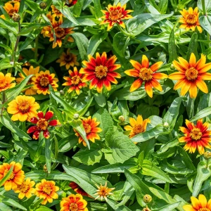 Mexican Zinnia Seeds - Zinnia haageana - Orange Yellow Bi Color Blooms - 30 Seeds - Image 16
