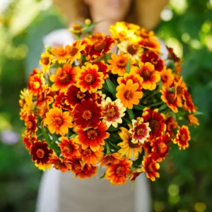 Mexican Zinnia Seeds - Zinnia haageana - Orange Yellow Bi Color Blooms - 30 Seeds - Image 17
