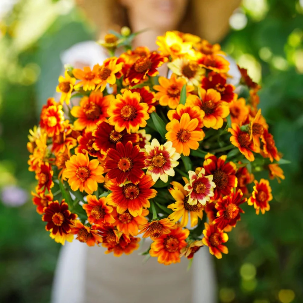 Mexican Zinnia Seeds - Zinnia haageana - Orange Yellow Bi Color Blooms - 30 Seeds - Image 17