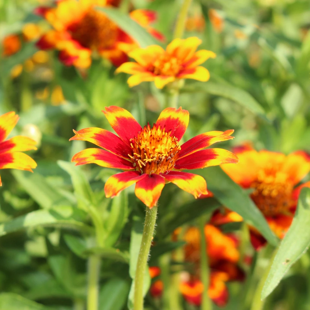 Mexican Zinnia Seeds - Zinnia haageana - Orange Yellow Bi Color Blooms - 30 Seeds - Image 2