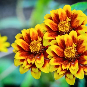 Mexican Zinnia Seeds - Zinnia haageana - Orange Yellow Bi Color Blooms - 30 Seeds - Image 3