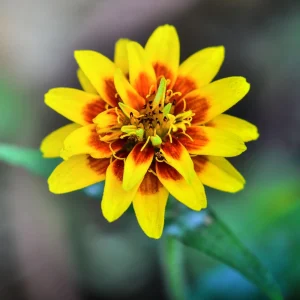 Mexican Zinnia Seeds - Zinnia haageana - Orange Yellow Bi Color Blooms - 30 Seeds - Image 4