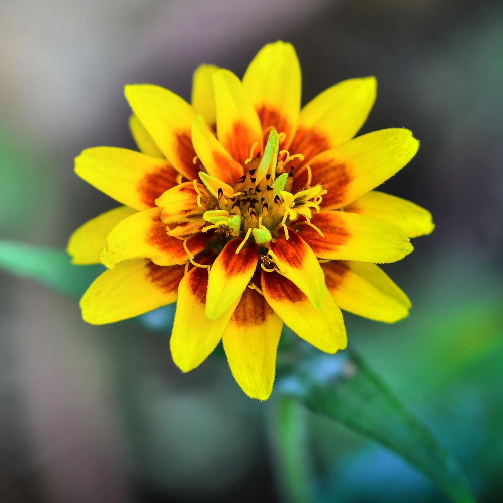 Mexican Zinnia Seeds - Zinnia haageana - Orange Yellow Bi Color Blooms - 30 Seeds - Image 4