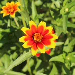 Mexican Zinnia Seeds - Zinnia haageana - Orange Yellow Bi Color Blooms - 30 Seeds - Image 5