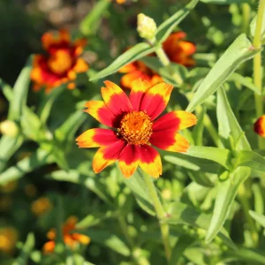 Mexican Zinnia Seeds - Zinnia haageana - Orange Yellow Bi Color Blooms - 30 Seeds - Image 6