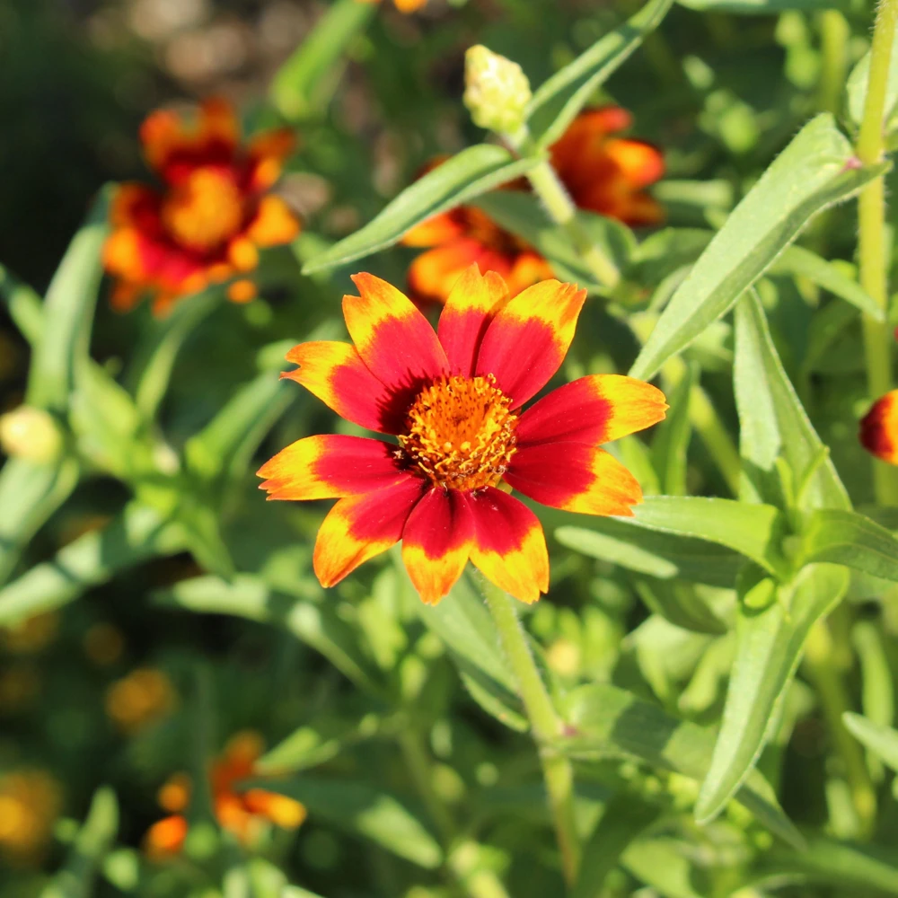 Mexican Zinnia Seeds - Zinnia haageana - Orange Yellow Bi Color Blooms - 30 Seeds - Image 6