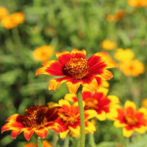 Mexican Zinnia Seeds - Zinnia haageana - Orange Yellow Bi Color Blooms - 30 Seeds - Image 9
