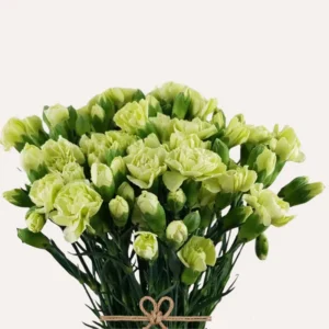 Mini Carnation Seeds - Dianthus - 30 Seeds - Cold & Drought Resistant, Colorful Flowers for Containers & Garden - Image 10