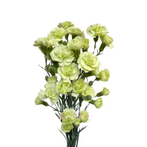 Mini Carnation Seeds - Dianthus - 30 Seeds - Cold & Drought Resistant, Colorful Flowers for Containers & Garden - Image 11