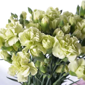 Mini Carnation Seeds - Dianthus - 30 Seeds - Cold & Drought Resistant, Colorful Flowers for Containers & Garden - Image 12