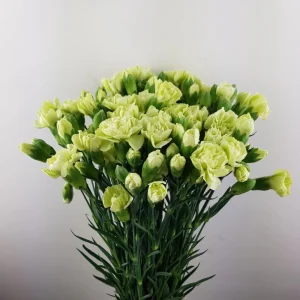 Mini Carnation Seeds - Dianthus - 30 Seeds - Cold & Drought Resistant, Colorful Flowers for Containers & Garden - Image 13