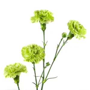 Mini Carnation Seeds - Dianthus - 30 Seeds - Cold & Drought Resistant, Colorful Flowers for Containers & Garden - Image 14