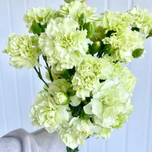 Mini Carnation Seeds - Dianthus - 30 Seeds - Cold & Drought Resistant, Colorful Flowers for Containers & Garden - Image 15