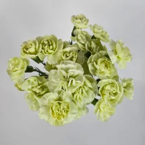 Mini Carnation Seeds - Dianthus - 30 Seeds - Cold & Drought Resistant, Colorful Flowers for Containers & Garden - Image 16