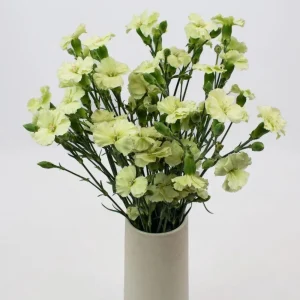 Mini Carnation Seeds - Dianthus - 30 Seeds - Cold & Drought Resistant, Colorful Flowers for Containers & Garden - Image 17