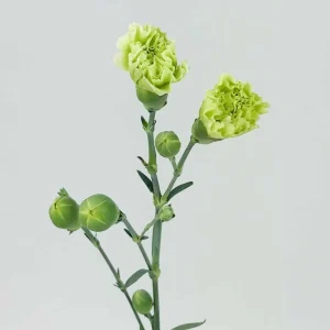 Mini Carnation Seeds - Dianthus - 30 Seeds - Cold & Drought Resistant, Colorful Flowers for Containers & Garden - Image 2