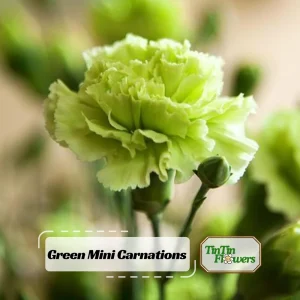 Mini Carnation Seeds - Dianthus - 30 Seeds - Cold & Drought Resistant, Colorful Flowers for Containers & Garden - Image 1