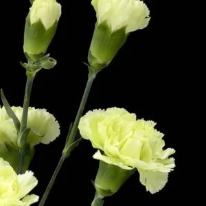 Mini Carnation Seeds - Dianthus - 30 Seeds - Cold & Drought Resistant, Colorful Flowers for Containers & Garden - Image 3