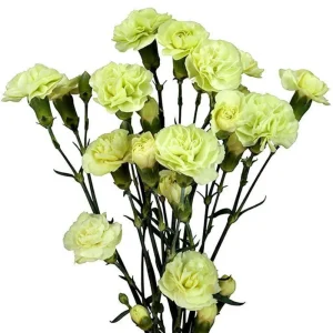 Mini Carnation Seeds - Dianthus - 30 Seeds - Cold & Drought Resistant, Colorful Flowers for Containers & Garden - Image 5