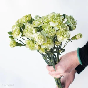 Mini Carnation Seeds - Dianthus - 30 Seeds - Cold & Drought Resistant, Colorful Flowers for Containers & Garden - Image 7