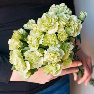 Mini Carnation Seeds - Dianthus - 30 Seeds - Cold & Drought Resistant, Colorful Flowers for Containers & Garden - Image 8