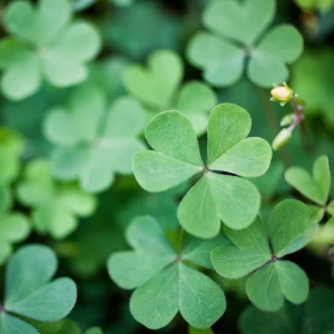 Mini Clover Lawn Seeds - White Dutch Clover Ground Cover - Low Maintenance - 20 Seeds - Image 10