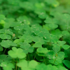 Mini Clover Lawn Seeds - White Dutch Clover Ground Cover - Low Maintenance - 20 Seeds - Image 11