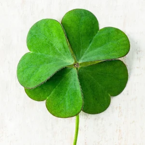 Mini Clover Lawn Seeds - White Dutch Clover Ground Cover - Low Maintenance - 20 Seeds - Image 12
