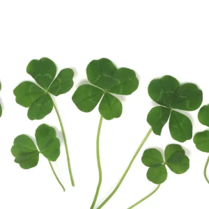 Mini Clover Lawn Seeds - White Dutch Clover Ground Cover - Low Maintenance - 20 Seeds - Image 13