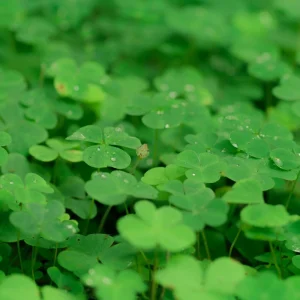 Mini Clover Lawn Seeds - White Dutch Clover Ground Cover - Low Maintenance - 20 Seeds - Image 2