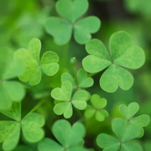Mini Clover Lawn Seeds - White Dutch Clover Ground Cover - Low Maintenance - 20 Seeds - Image 3