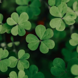 Mini Clover Lawn Seeds - White Dutch Clover Ground Cover - Low Maintenance - 20 Seeds - Image 4