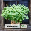 Mini Clover Lawn Seeds - White Dutch Clover Ground Cover - Low Maintenance - 20 Seeds - Image 1