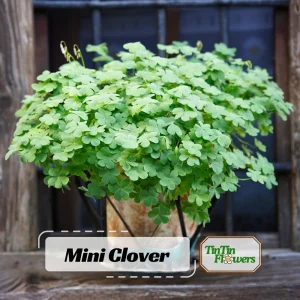 Mini Clover Lawn Seeds - White Dutch Clover Ground Cover - Low Maintenance - 20 Seeds - Image 1