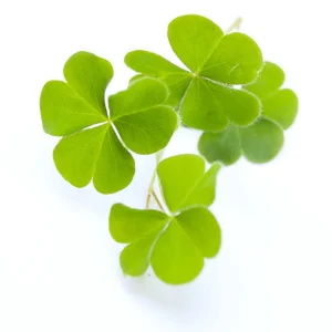 Mini Clover Lawn Seeds - White Dutch Clover Ground Cover - Low Maintenance - 20 Seeds - Image 5