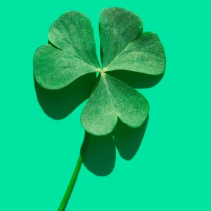 Mini Clover Lawn Seeds - White Dutch Clover Ground Cover - Low Maintenance - 20 Seeds - Image 6